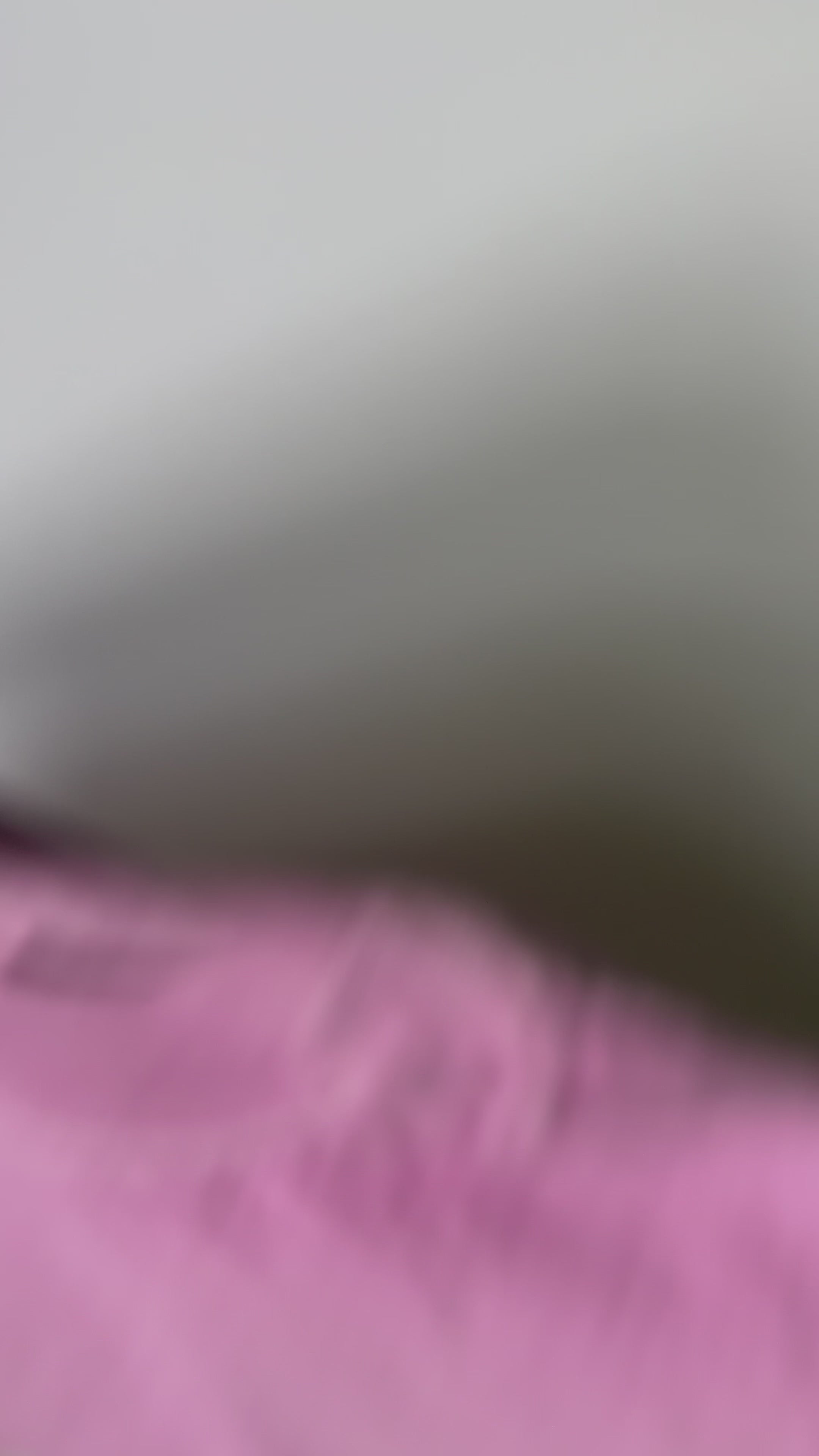 Inside Voice Please Boxy Tee